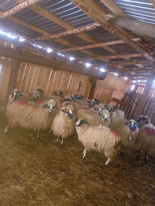 Disponibile 21 de oi