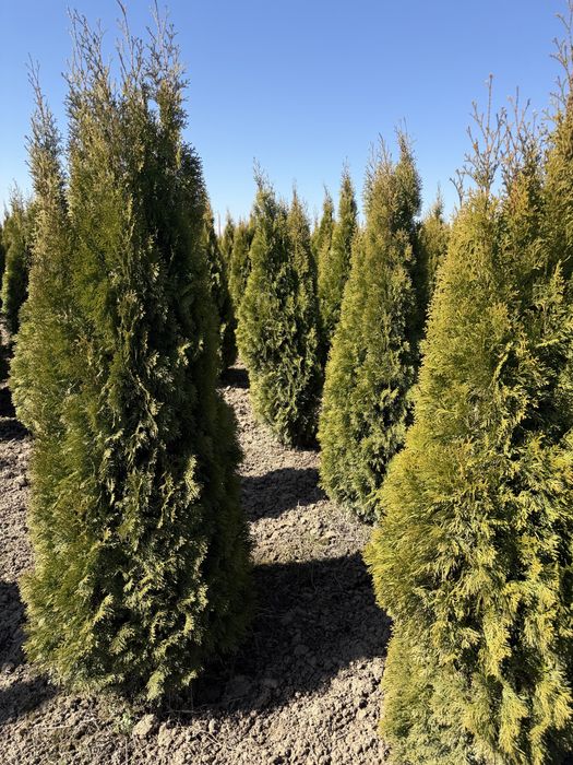 Ель газон саженцы