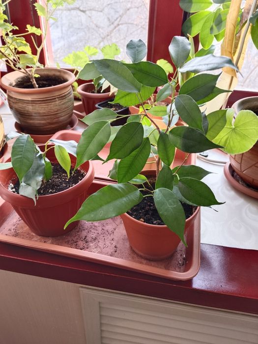 Размарин приправа к мясу и рыбе