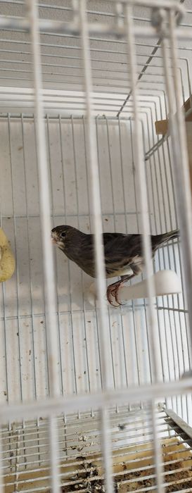 Schimb pereche canari cu turturele diamant