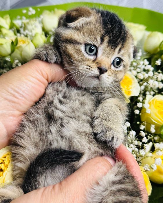 шиншиллы плюшевые малыши