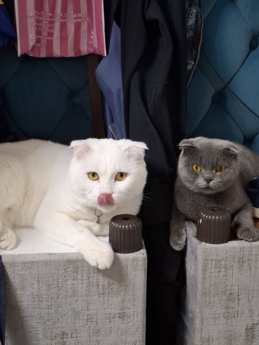 Кот мушук сотилади