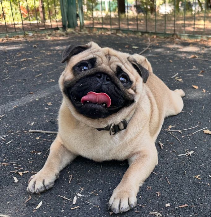 Чистокровный кобель мопса для вязки