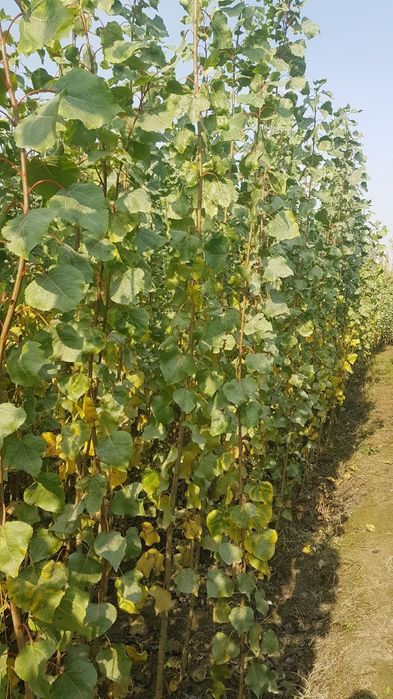 Терак кучатлари сотилади