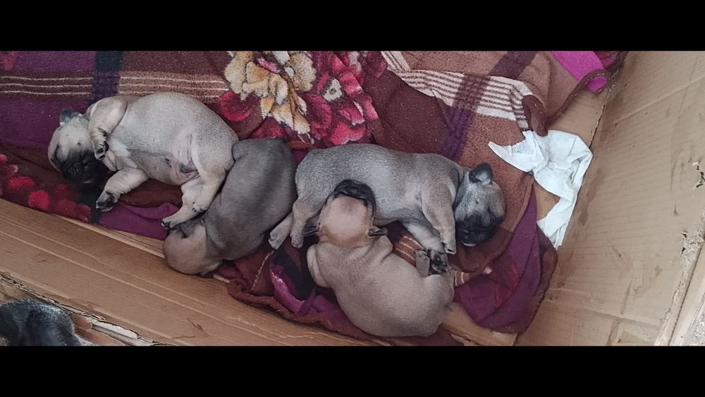 Щенки французского бульдога