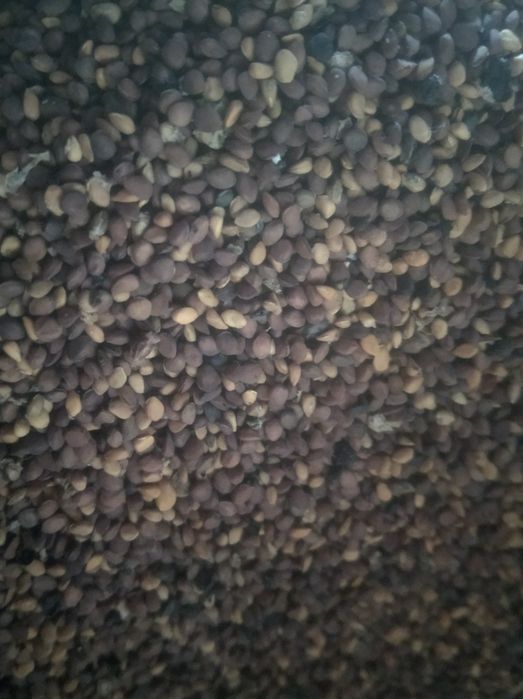 Oliy navli tut uruglar