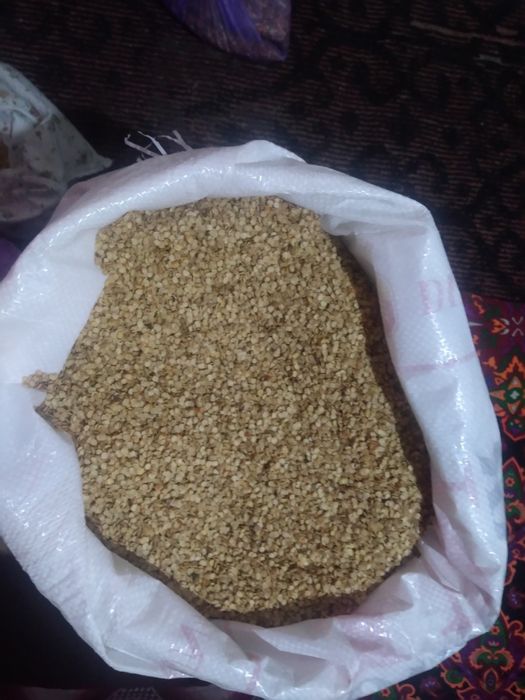 Балгар калампмр уруглари сотилади