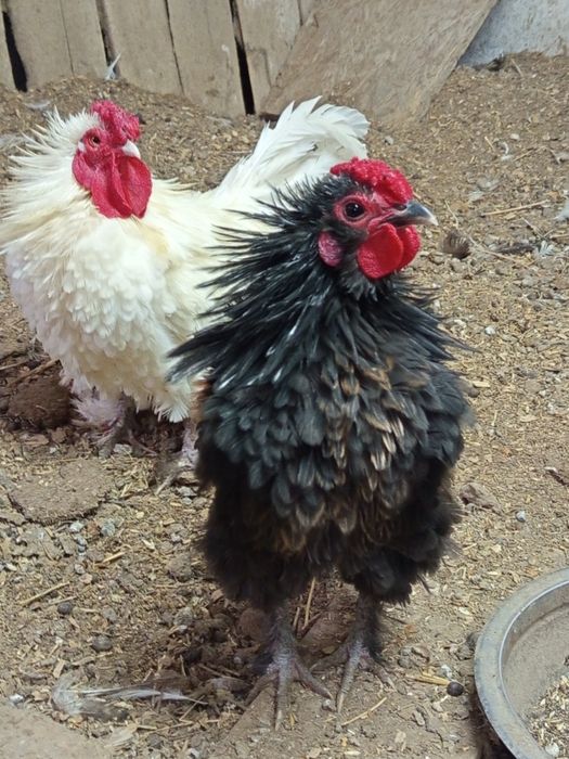 Бентамки карликовые