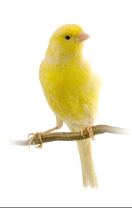 kanareyka  limonni chujalar bor