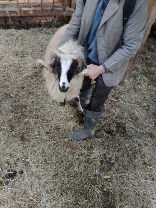 Berbeci de vanzare la al doilea miel