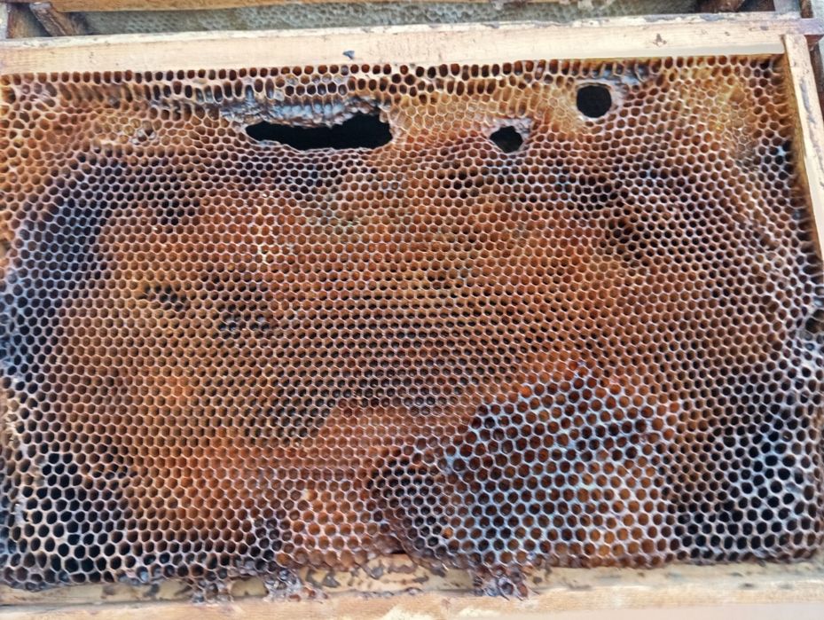 Рамки для улей пустые и с сотами