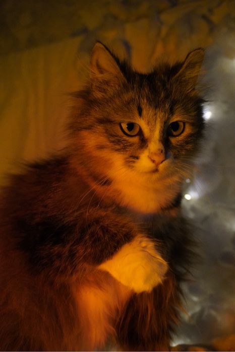 Кошка в добрые руки