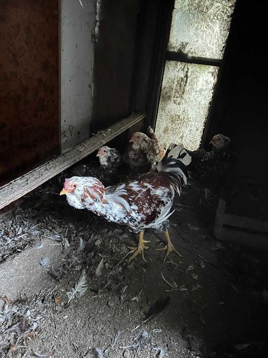 Продам курей породы Орловская Ситцевая