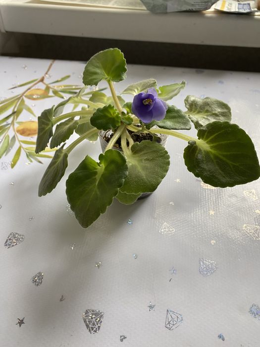 Продам фиалку и отростки