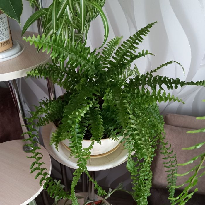 Продам комнатные растения