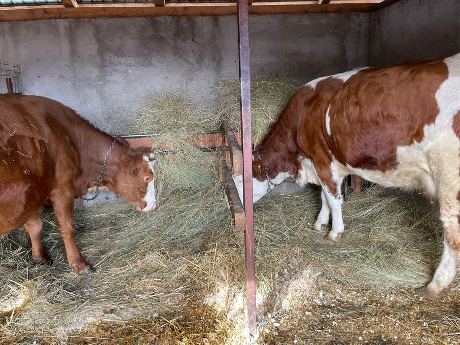 Vând două vaci, împreună sau separat