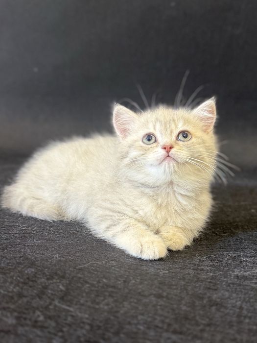 Британский Золотой мальчик