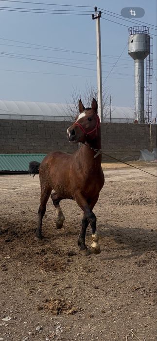 3 жасар міңгі жуас тай сатылады