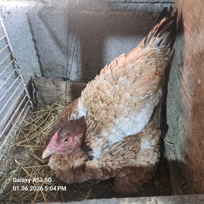 Продам 2 квочки даканки