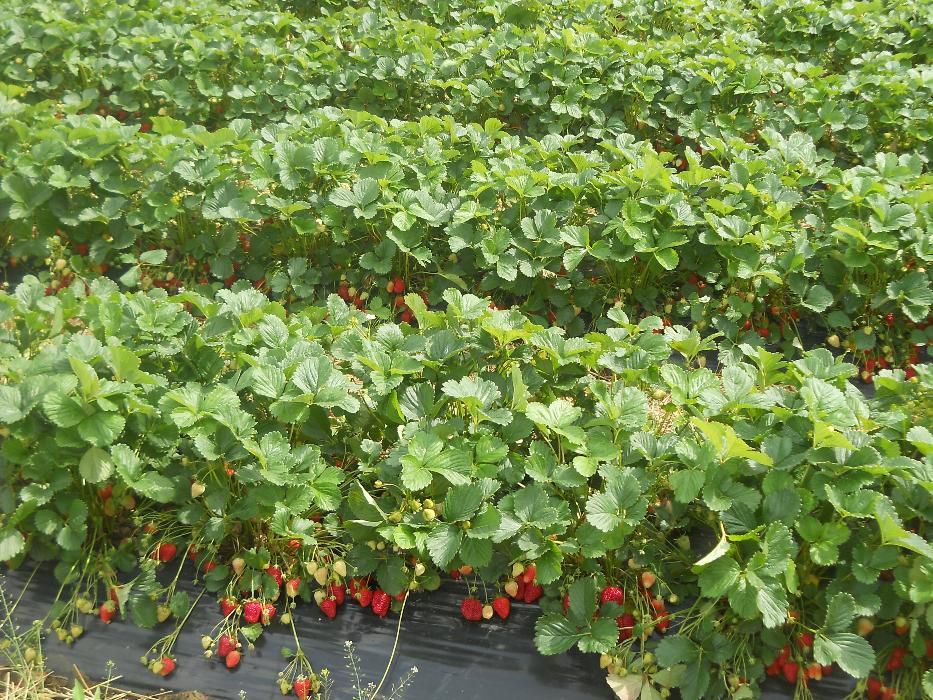 stoloni capsuni Albion remontant si soiuri anuale Asia,Alba