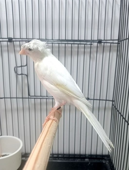 Kanareka chubli oq nar sotladi