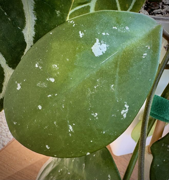 Хойя Давид Грин Кап