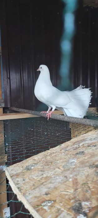 Porumbei albi curcani