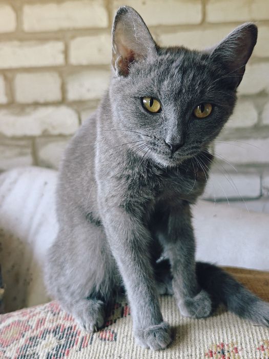 Кошка в добрые руки