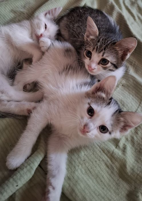 Котята ,девочки ,2 месяца .в добрые руки