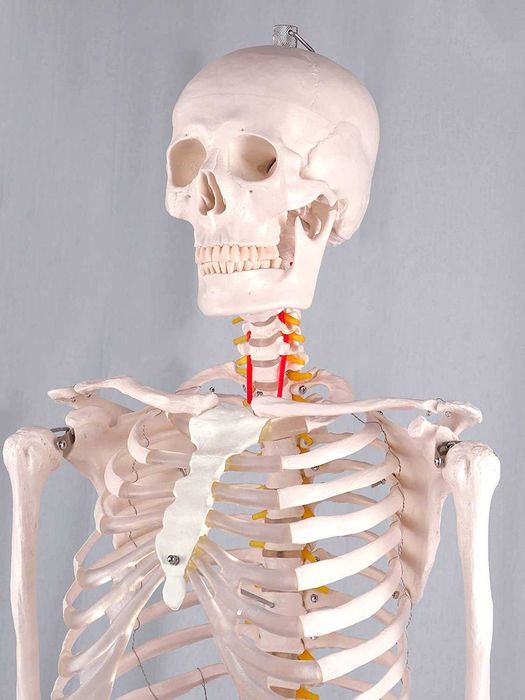 Schelet uman - Model anatomic - 180 cm, Studiu, Nou, Scoli, Licee, Universitati, Spitale