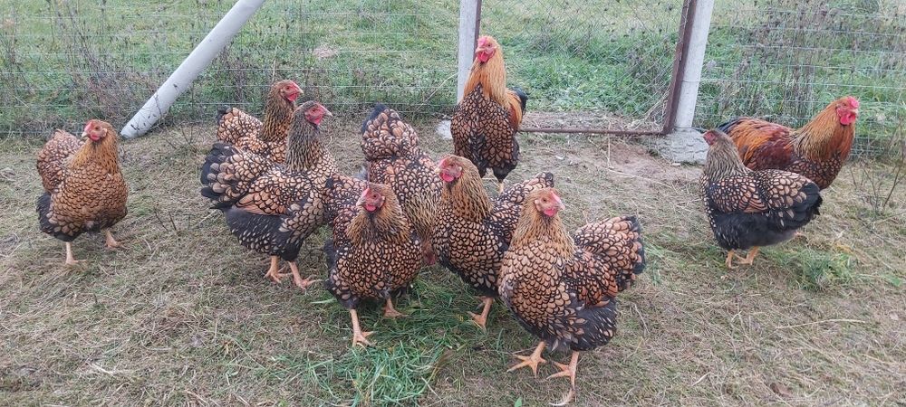 Familie Wyandotte gsg