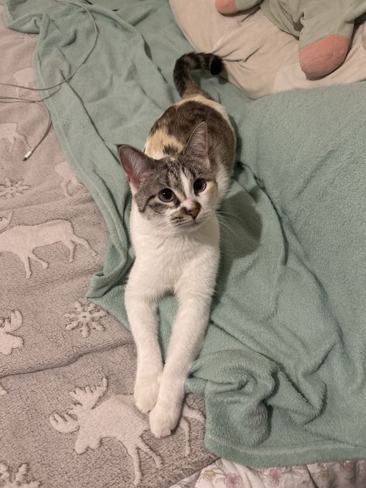 Пропала кошка, нашедшему будет вознаграждение