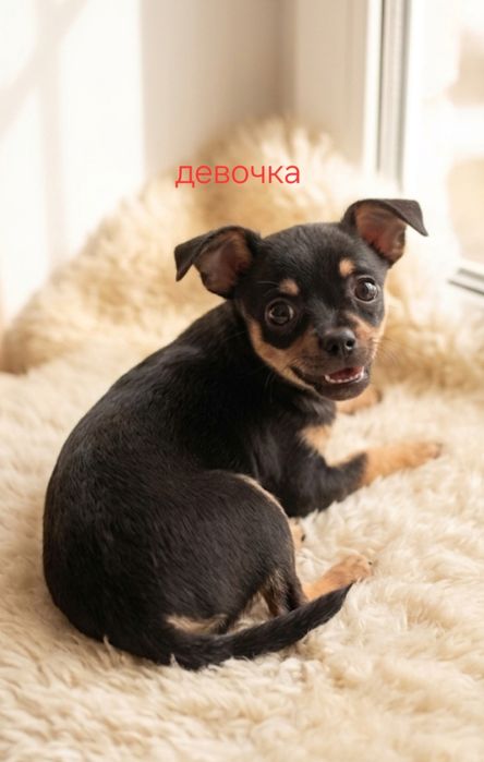 Щенки руского той терьера