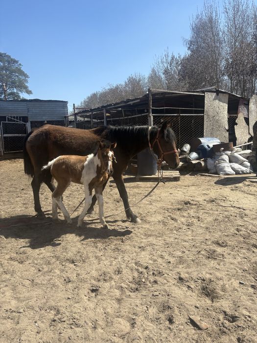 Продам двух кобыл с жеребятами