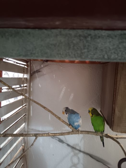 Волнистый попугай