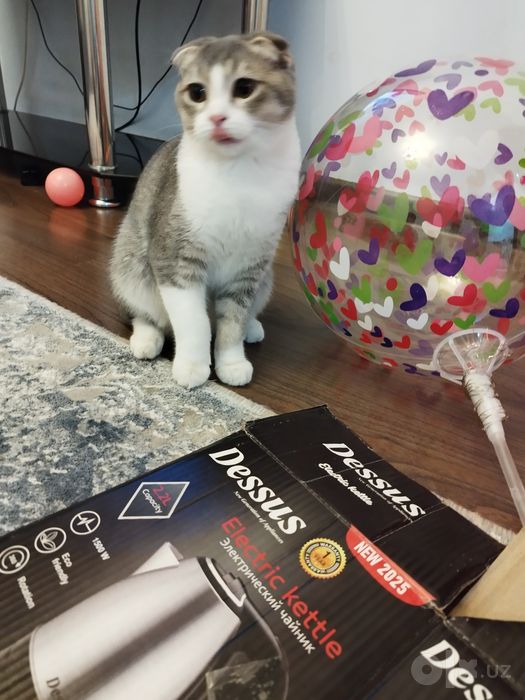 Скоттиш фолд киз