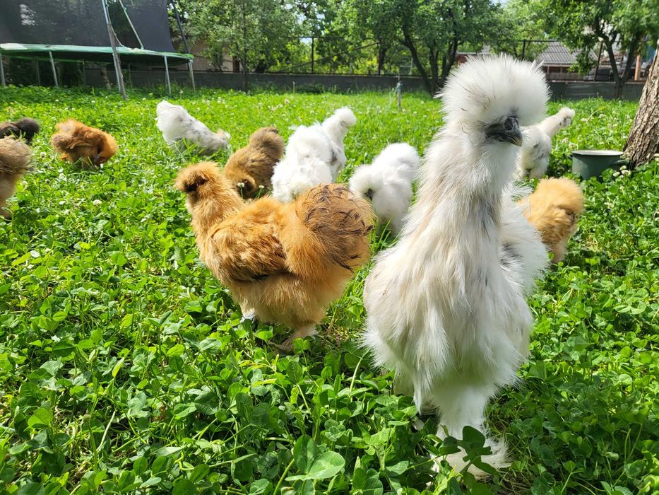 Oua mătase japoneză