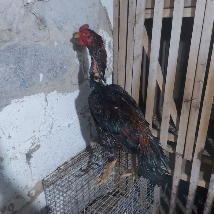 Шолпан туляк 2год крупный