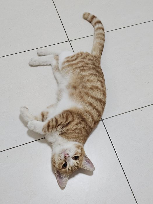 Отдам подрощенного котёнка