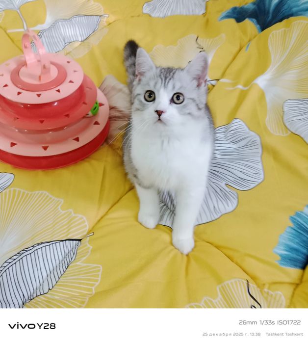 Серебристый табби биколор Страйт мальчик