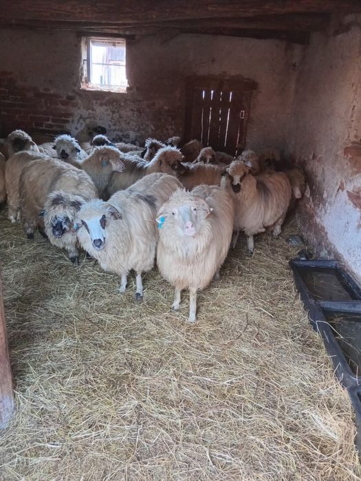 Vand oi mioare gestante