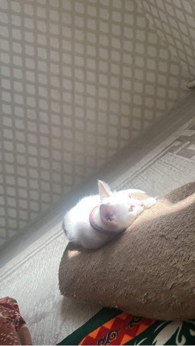 кошка жанаозен девочка