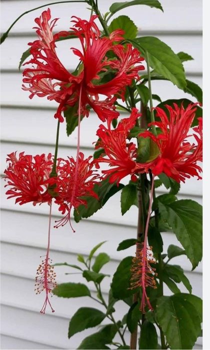 Продам Гибискус рассеченнолепестный