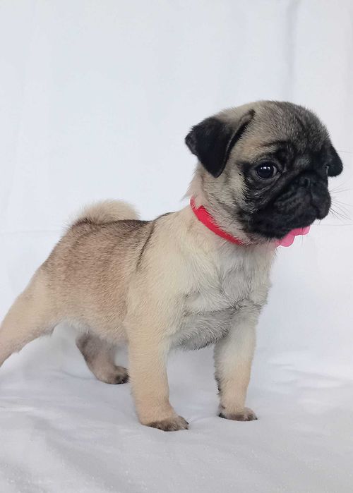 femele pug mops de vanzare