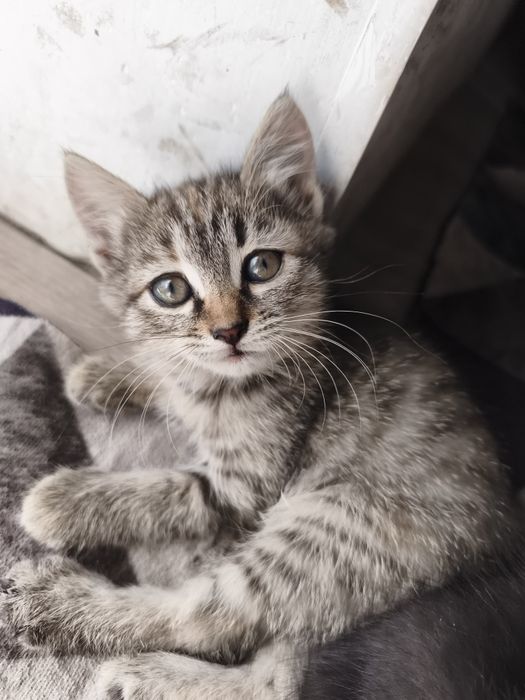 Отдам красивых котят
