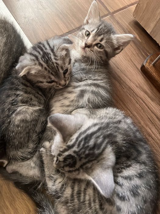 Шотландски клепоухи и правоухи котета британски котки