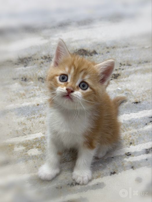 Скоттиш страйт котята
