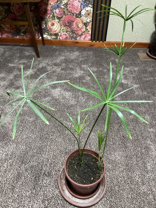 Домашние ростения.