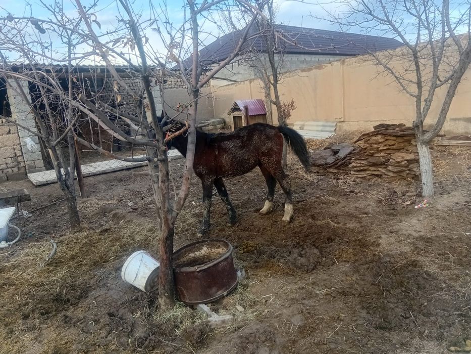 Жабағы бар сатылады.