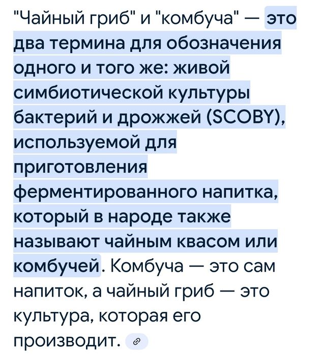 Чайный гриб - Комбуча